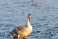 Young gray mute swan or Cygnus olor swimming on the water Royalty Free Stock Photo