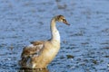 Young gray mute swan or Cygnus olor swimming on the water Royalty Free Stock Photo