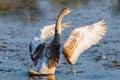 Young gray mute swan or Cygnus olor on the water Royalty Free Stock Photo