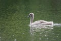 Young gray mute swan moving through water.