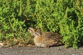 Young gray partridge sitting on the sidelines