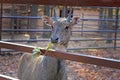 A young gray roe deer in an aviary chewing Royalty Free Stock Photo