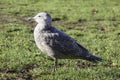 A young gray seagull standing on the grass in the morning sun