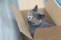 A young gray Shorthair cat is sitting in a box, the pet is looking forward intelligently