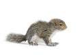 Young Gray Squirrel Royalty Free Stock Photo