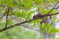 Young gray squirrel holding on to a tree. Royalty Free Stock Photo