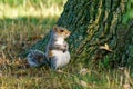 Young Gray Squirrel sitting on is rear Royalty Free Stock Photo