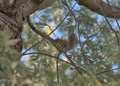 A young gray squirrel ventures out in a maple tree Royalty Free Stock Photo