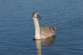 Young gray swan swimming on a lake Royalty Free Stock Photo