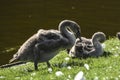 Young gray swans on grass in a beautiful sunny day. Royalty Free Stock Photo