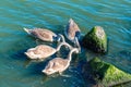 Young gray swans in the sea Royalty Free Stock Photo