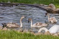 Young gray swans swim in the pond in summer. Bird. Royalty Free Stock Photo
