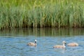 Young gray swans in swimming in a blue lake. One animal dive under water. Chicks, young animals, cygnets Royalty Free Stock Photo