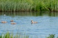 Young gray swans in swimming in a blue lake. Three animals dive under water. Chicks, young animals, cygnets Royalty Free Stock Photo