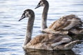 Young gray swans swimming on a lake in Poland Royalty Free Stock Photo