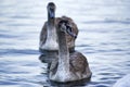 Young gray swans swimming on a lake in Poland Royalty Free Stock Photo