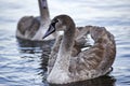 Young gray swans swimming on a lake in Poland Royalty Free Stock Photo
