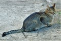 Young gray tabby cat getting ready to pounce