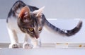 Young gray tabby cat staring intensely. Close up Royalty Free Stock Photo