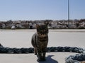 A young gray tabby cat walks along the embankment on a sunny spring day against the background of a blue yacht. Pets on the street