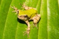 Gray Tree Frog Metamorph - Hyla versicolor