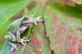 Young Gray Treefrog Royalty Free Stock Photo