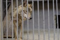 Young the gray wolf in a cage behind the bars Royalty Free Stock Photo