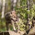 Young gray wolf pup Royalty Free Stock Photo