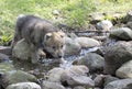 Young gray wolf pup Royalty Free Stock Photo