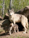 Young gray wolf pups with parent