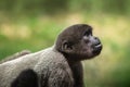 Young Gray Woolly Monkey Royalty Free Stock Photo