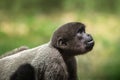 Young Gray Woolly Monkey
