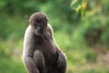 Young Gray Woolly Monkey Royalty Free Stock Photo