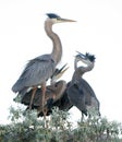 Young Great Blue Heron Birds Royalty Free Stock Photo
