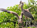 Young great blue heron birds in wetland Royalty Free Stock Photo