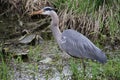 A young great blue heron fishing Royalty Free Stock Photo