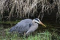 A young great blue heron fishing Royalty Free Stock Photo