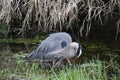 A young great blue heron fishing Royalty Free Stock Photo