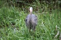 A young great blue heron fishing Royalty Free Stock Photo