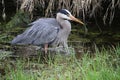 A young great blue heron fishing Royalty Free Stock Photo
