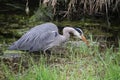 A young great blue heron fishing Royalty Free Stock Photo