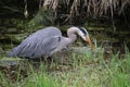 A young great blue heron fishing Royalty Free Stock Photo