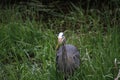 A young great blue heron fishing Royalty Free Stock Photo