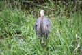 A young great blue heron fishing Royalty Free Stock Photo