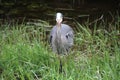 A young great blue heron fishing Royalty Free Stock Photo