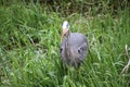 A young great blue heron fishing Royalty Free Stock Photo