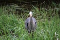 A young great blue heron fishing Royalty Free Stock Photo