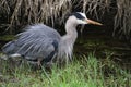 A young great blue heron fishing Royalty Free Stock Photo