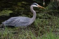 A young great blue heron fishing Royalty Free Stock Photo