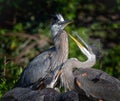 Young great blue herons demonstrate clumsy behavior before they learn to fly